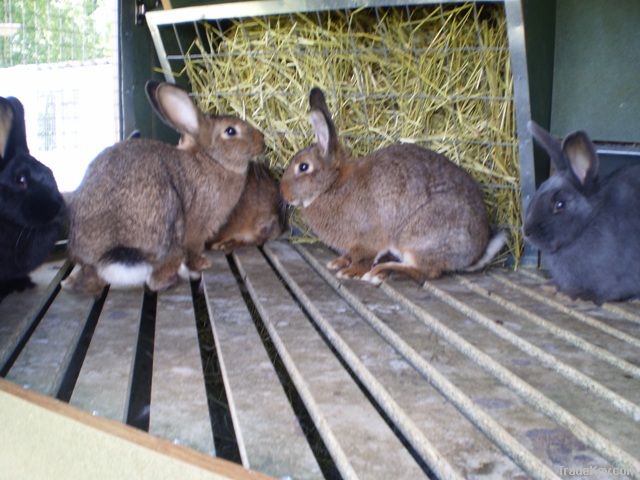 Rabbits Mini-Farms