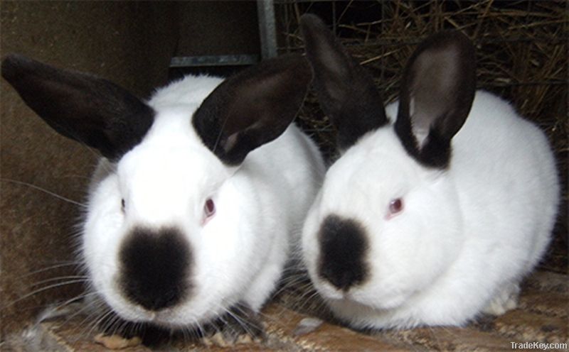 Cages for Rabbits