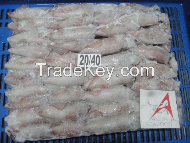 SQUID WHOLE