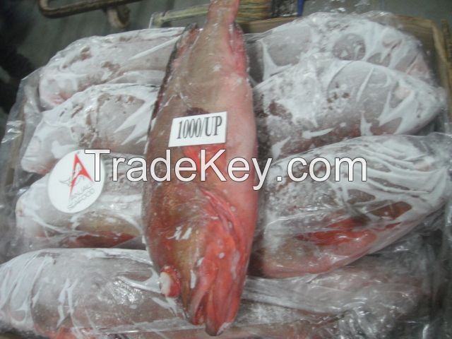 REEFCOD