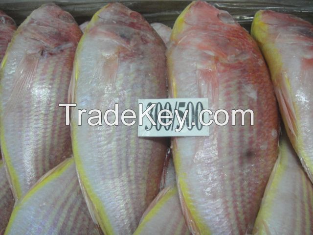 JAPANESE THREADFIN BREAM