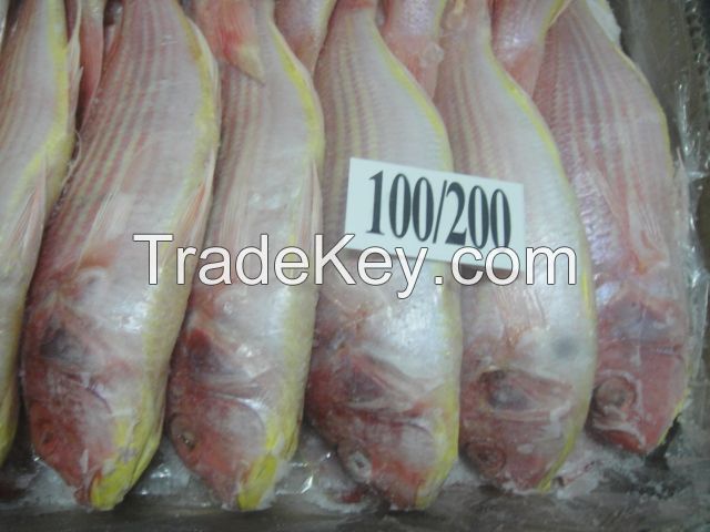 JAPANESE THREADFIN BREAM