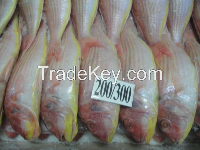 JAPANESE THREADFIN BREAM