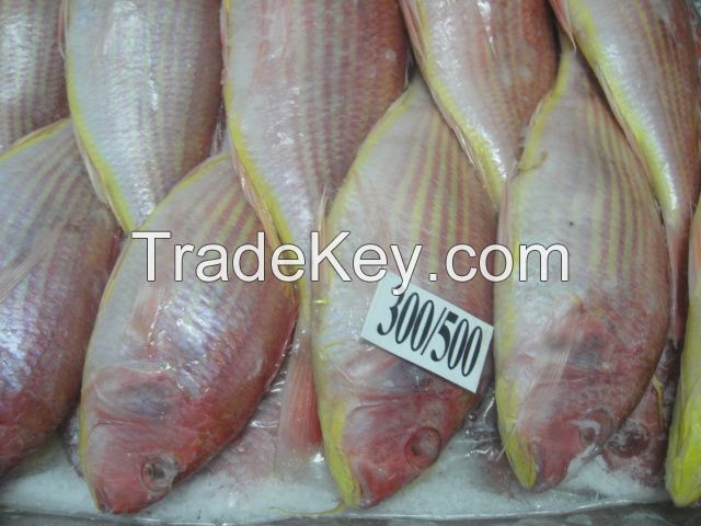 JAPANESE THREADFIN BREAM