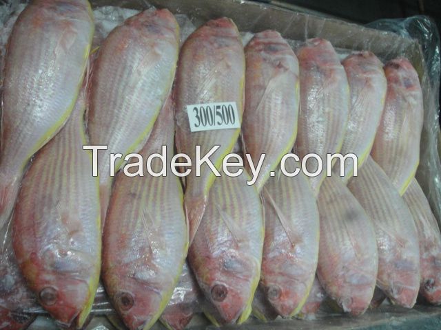 JAPANESE THREADFIN BREAM