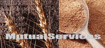 Wheat barn | Wheat barn exporter | Wheat barn importer | Wheat barn supplier | Wheat barn distributor | Wheat barn manufacturer |Animal Feed Supplier | Animal Feed Distributor |Buy Animal Feed Online |Animal Feed Exporter |Animal Feed importer |