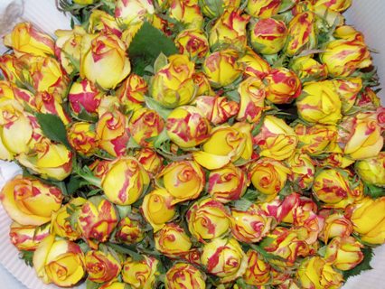 Kunming Yunnan China cut rose
