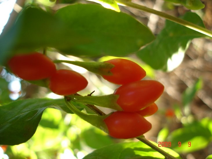 Wolfberry, Goji Berry