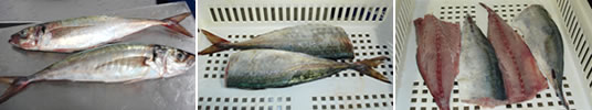 Sell Jack Mackerel