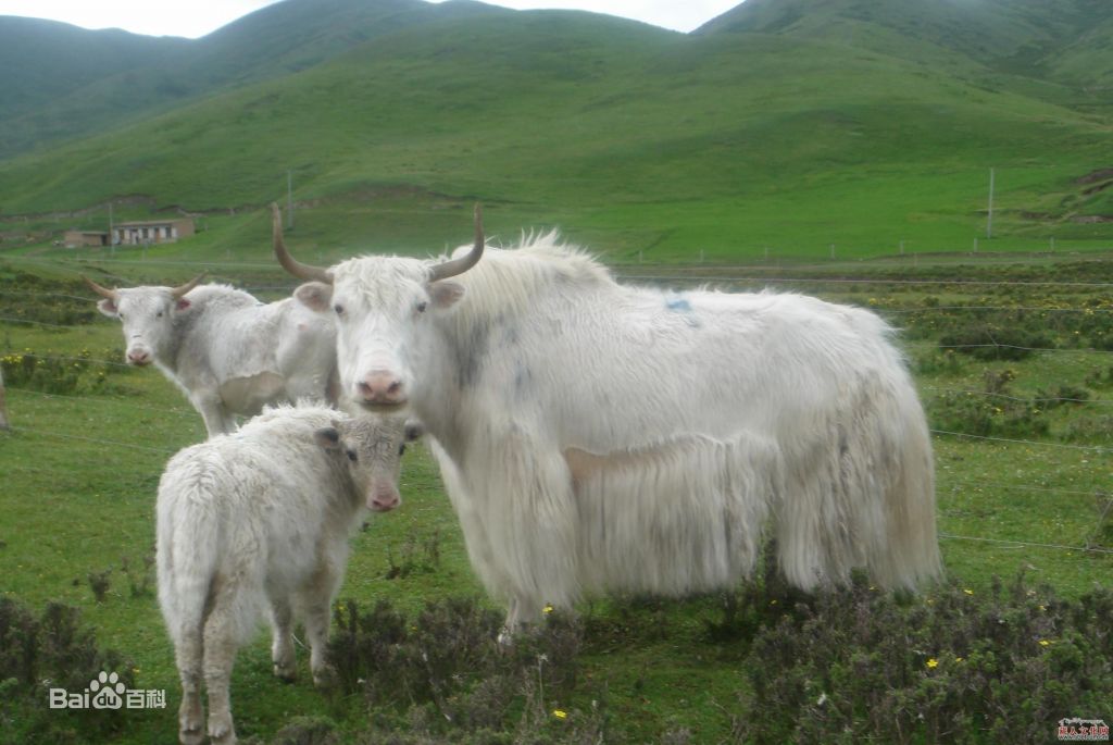 Yak Wool