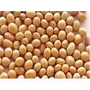 Soybean Extract