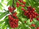 Acerola cherry extract