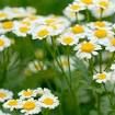 Chamomile Extract