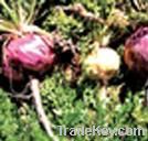 Maca extract