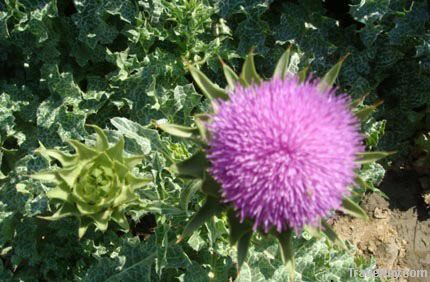 Milk Thistle P.E.