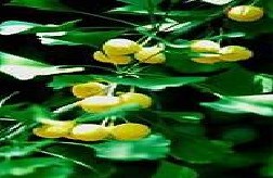 Ginkgo Biloba Extract Plant Extract