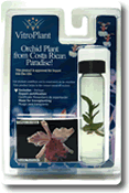 Vitro Plant