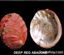 Deep Red Abalone