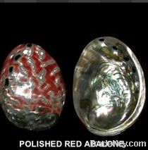 Polished Red Abalone