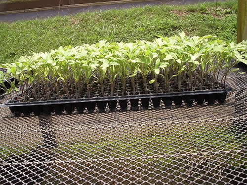 Seedling Tray