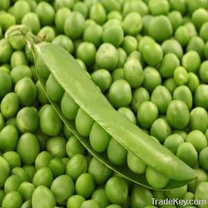 Pea Seed