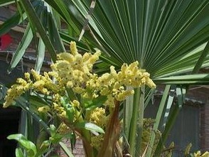 Saw Palmetto Extract/Serenoa Repens