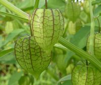 Physalis minima extract