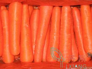 Fresh Carrot