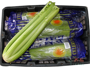 Fresh Celery