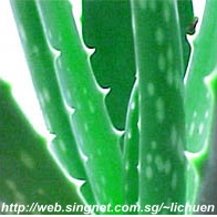 Aloe Vera Raw Material