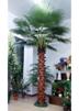 Artificial Palm Tree