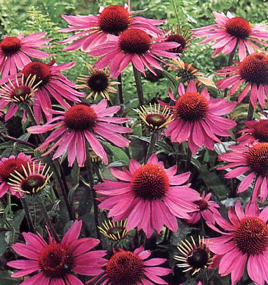 Echinacea Purpurea *****