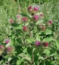 Burdock extract