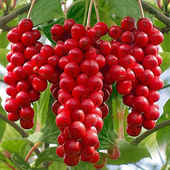 Schizandra Extract(Schisandra Chinensis Extract)