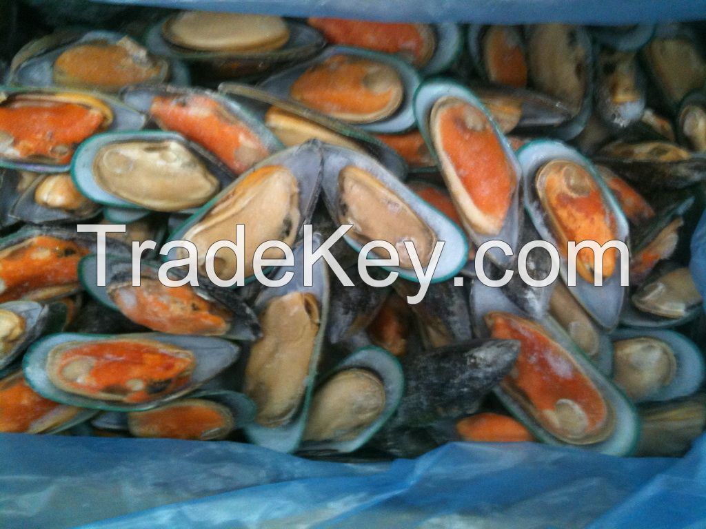 New Zealand Green Shell Mussels