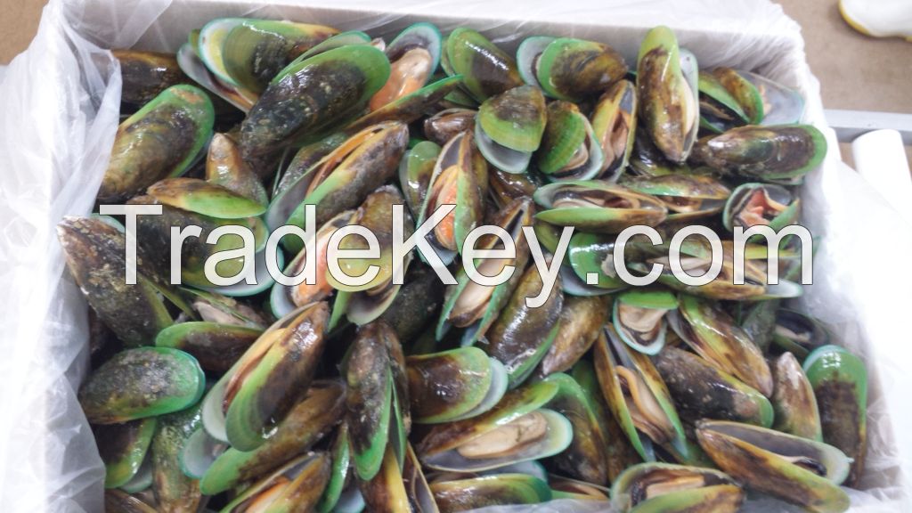 New Zealand Green Shell Mussels