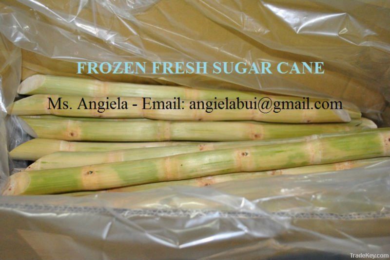 FRESH &amp;amp; FROZEN SUGAR CANE/ SUGARCANE STICK