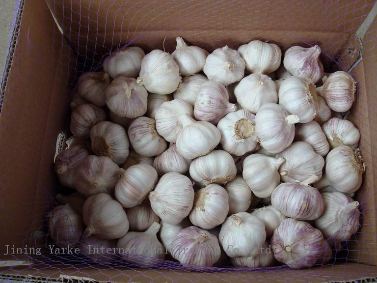 Fresh Garlic For Sale