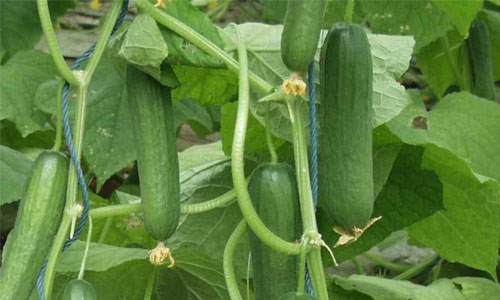 fresh cucumber