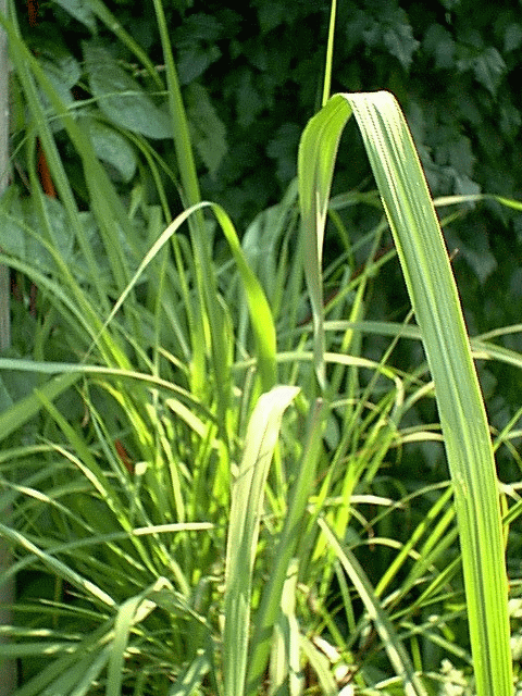 lemon grass & oil, eucalyptus oil