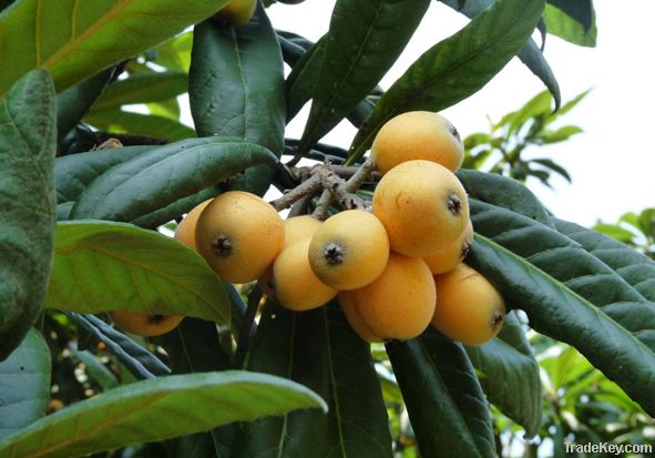 Loquat Leaf Extract Maslinic Acid