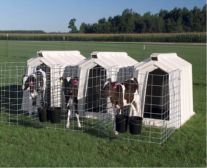 Calf's Shed(Stable)