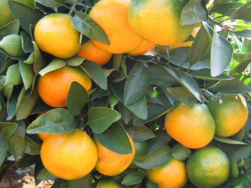 Citrus orange