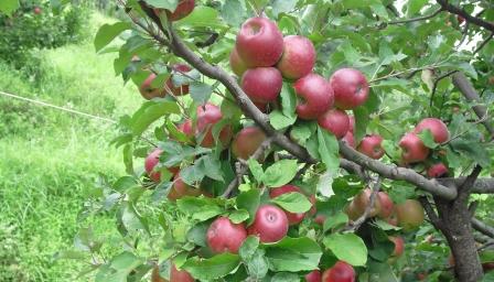 Organic Apples