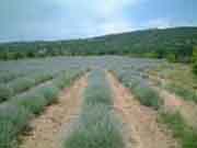 Lavender oil