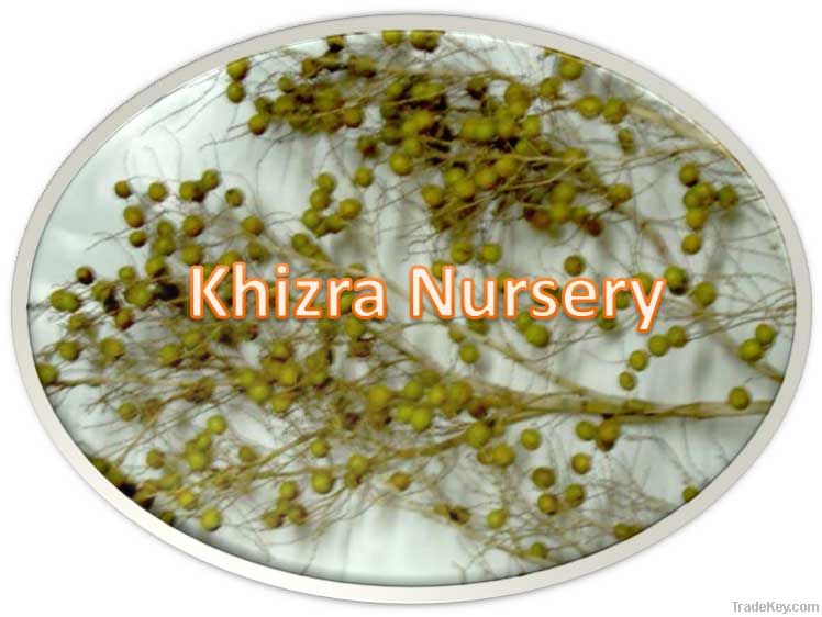 Nannorrophs Ritchiana Seeds Mazari Palm Seeds