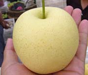 Royal Pear