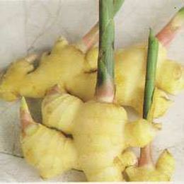 Ginger Extract Powder