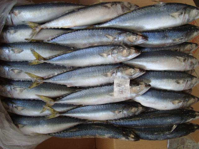 frozen (horse)mackerel fillet