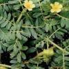 Tribulus Terrestris extract